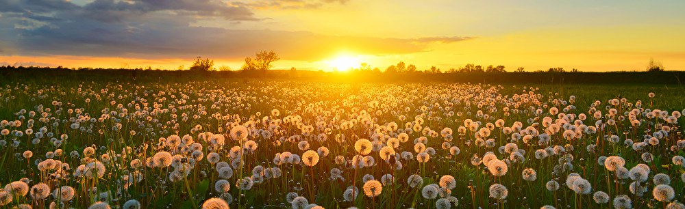 flowers in a field